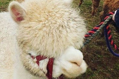 Group of fluffy alpacas on leashes in a grassy field.