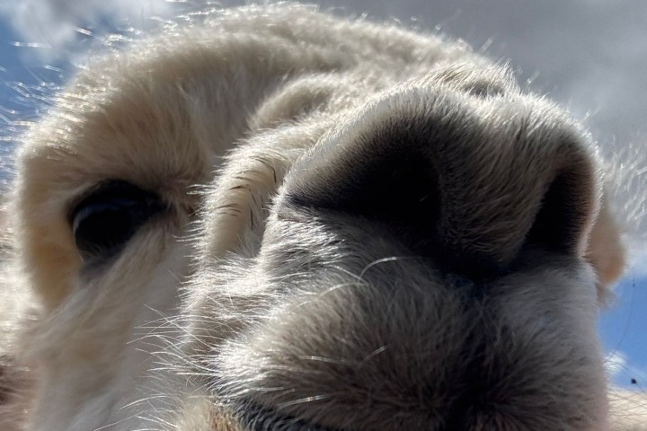 Close-up of an alpaca's face with cloudy sky in the background.