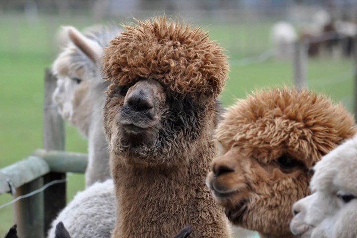 Close-up of alpacas with curly fleece in a grassy fenced area.