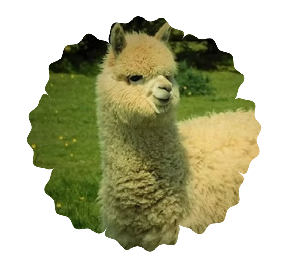 Fluffy alpaca in a grassy field with a scalloped border.