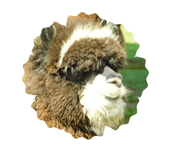 Close-up of a brown and white alpaca's face with fluffy wool.