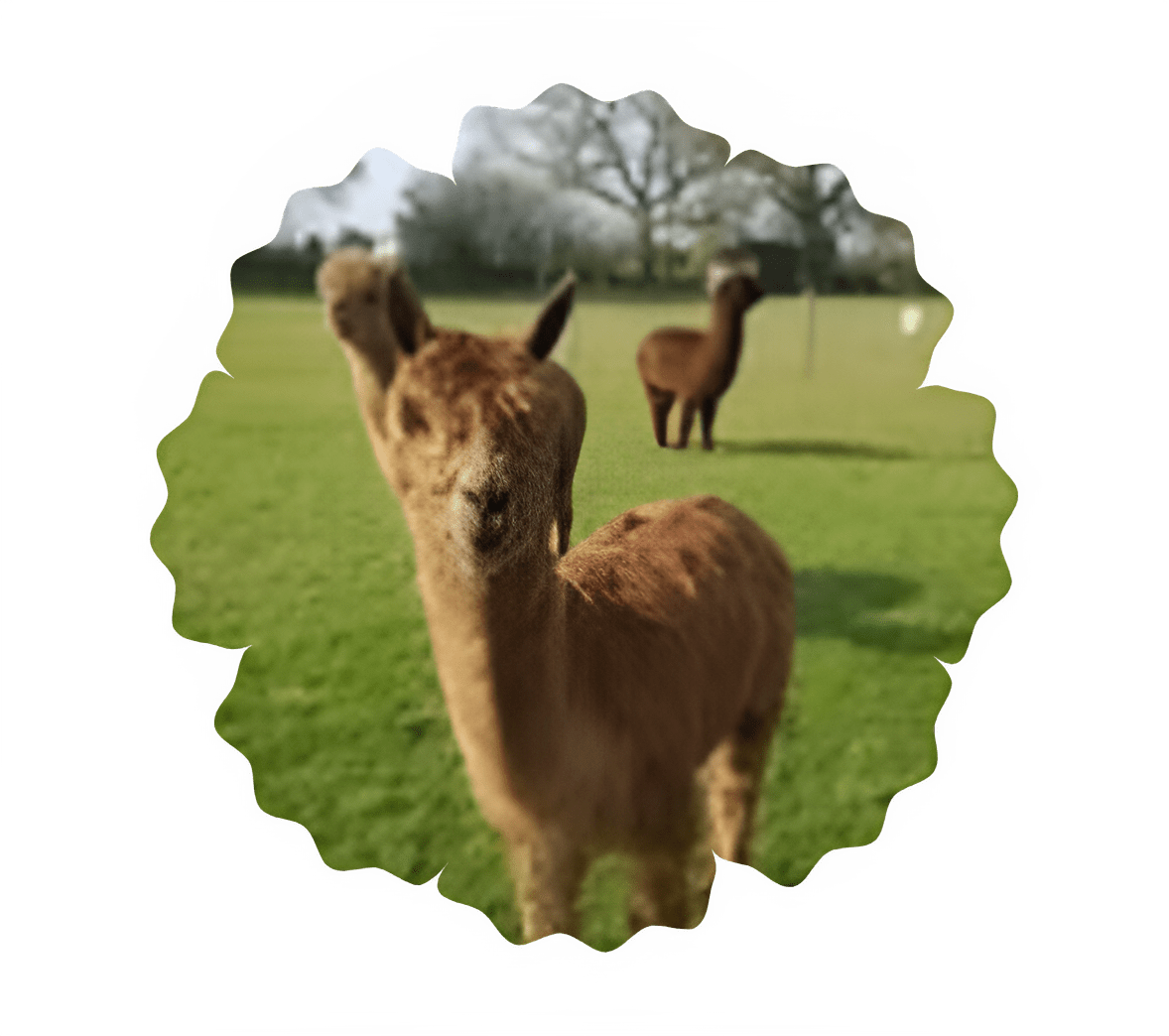 Three alpacas in a grassy field, framed with a scalloped edge.