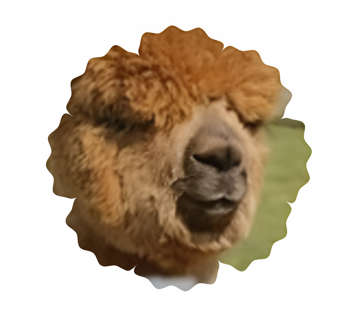 Close-up of a brown alpaca's face on a blurry background.