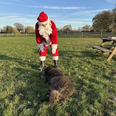 Person in Santa costume petting a large black dog in a grassy field.