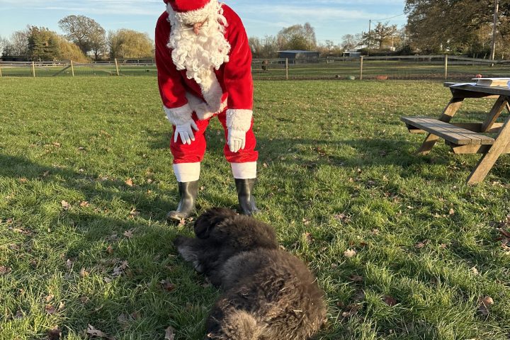Person in Santa costume petting a large black dog in a grassy field.