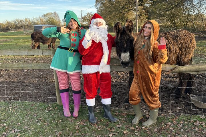 Three people dressed as Santa, an elf, and reindeer with a donkey on a farm.