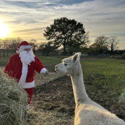 Person in Santa suit feeding a llama in a field at sunset.