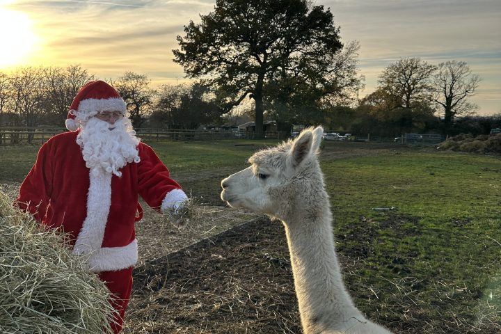 Person in Santa suit feeding a llama in a field at sunset.