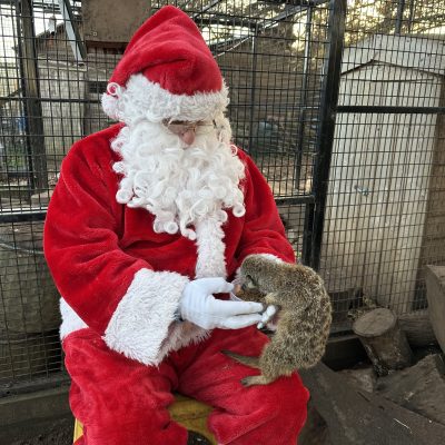 Person in Santa suit holding a meerkat in an animal enclosure.