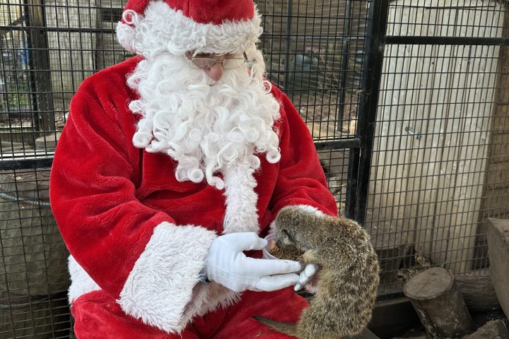 Person in Santa suit holding a meerkat in an animal enclosure.