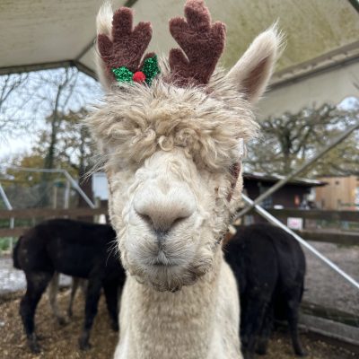 Alpaca wearing reindeer antlers with holly decoration, standing under a canopy.