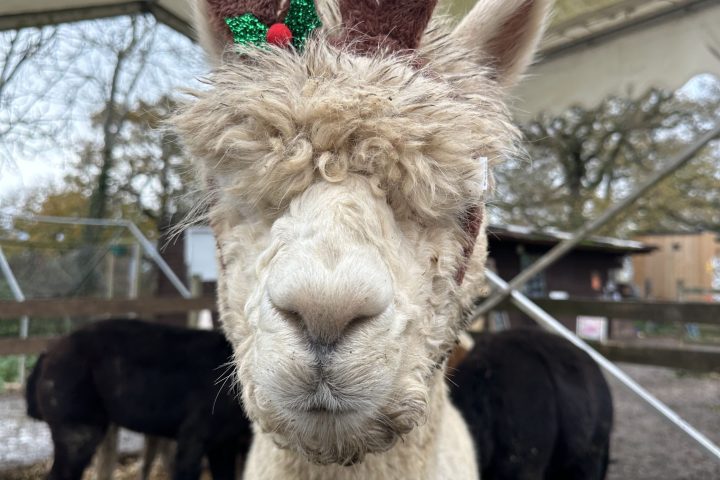 White alpaca wearing reindeer antlers stands in a pen with others in the background.