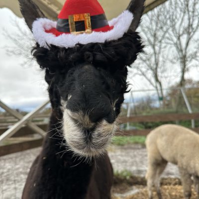 Black alpaca wearing a festive Santa hat with a belt buckle design.