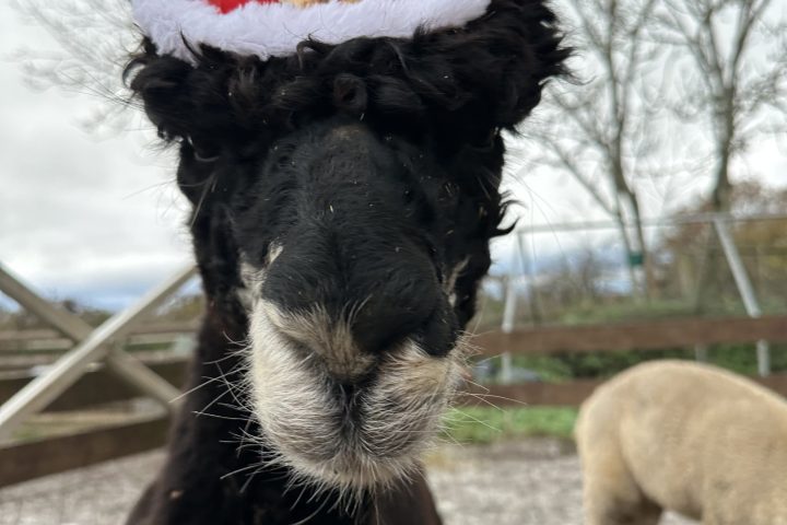 Black alpaca wearing a festive Santa hat with a belt buckle design.