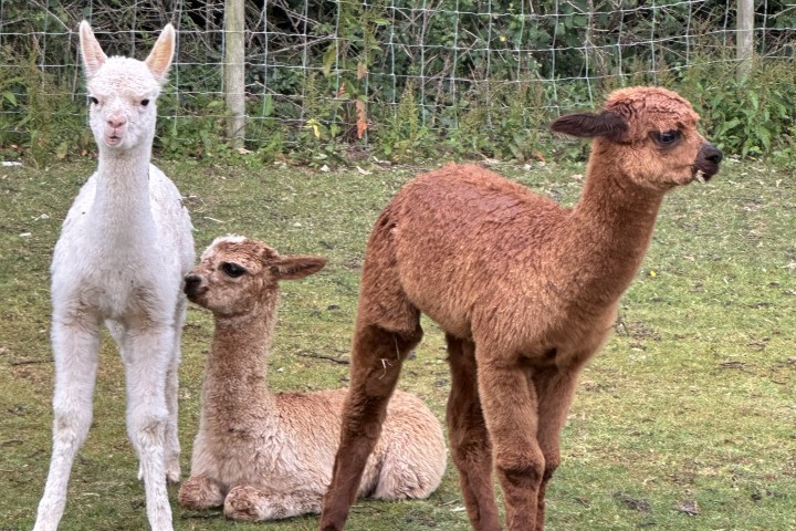 Three alpacas, two standing and one sitting, in a grassy field near a wire fence.