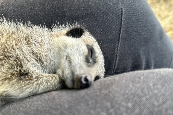 Sleeping meerkat resting on someone's lap, background slightly blurred.