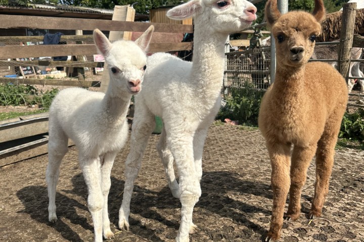 Three young alpacas, two white and one brown, standing on a dirt ground with trees in the background.
