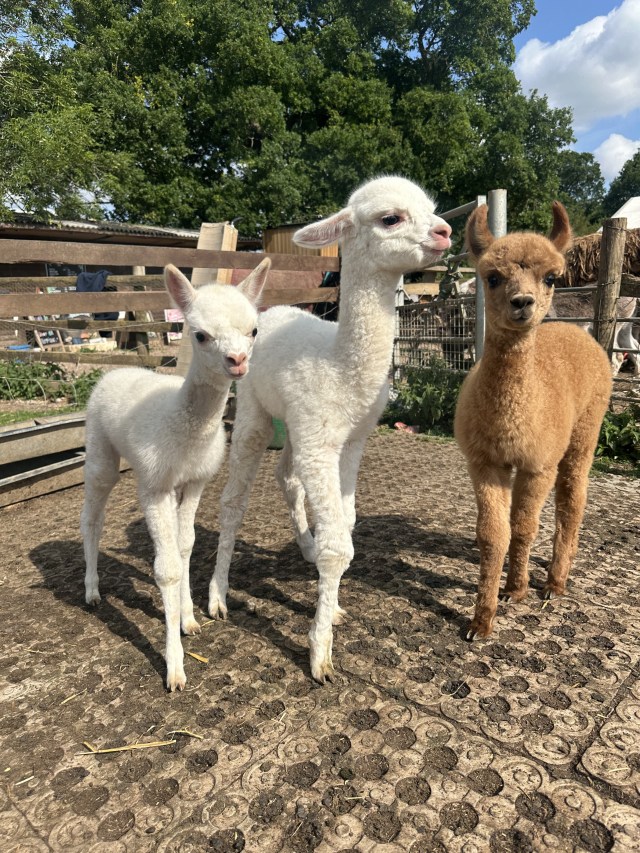 Three young alpacas, two white and one brown, standing on a dirt ground with trees in the background.