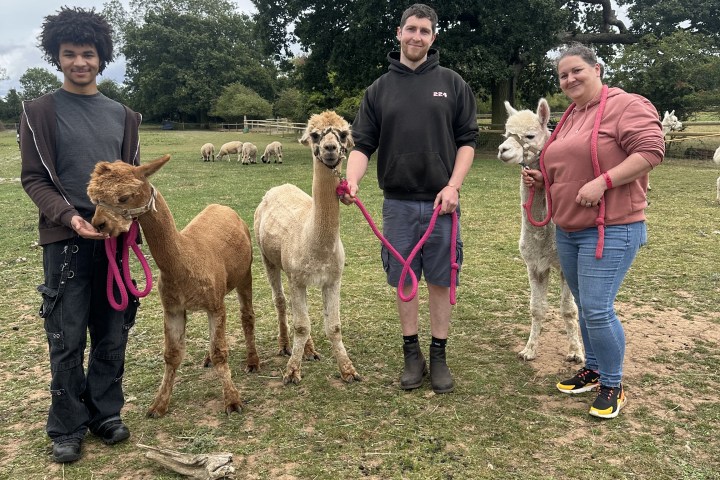 Three people holding three alpacas on leashes in a grassy field with trees in the background.