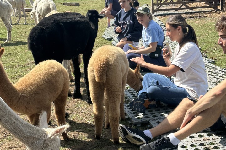 People sitting on grass interacting with alpacas on a sunny day.