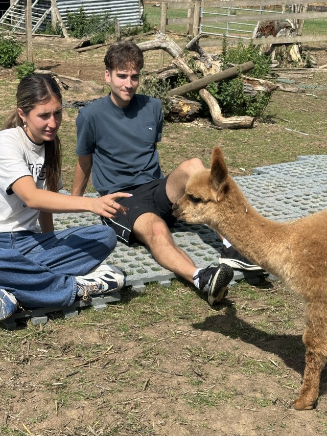 Two people sitting outdoors petting a brown alpaca on a sunny day.