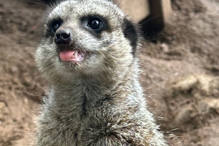 Meerkat standing upright with its tongue out, in a sandy enclosure.