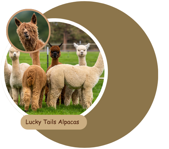 Group of alpacas standing in a grassy field, with a close-up inset of a shaggy alpaca.