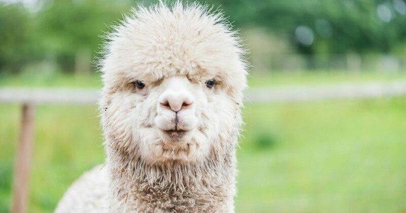 Lucky Tails Alpaca Farm