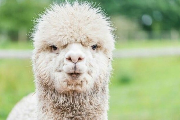 Close-up of a fluffy alpaca with a blurry green background.