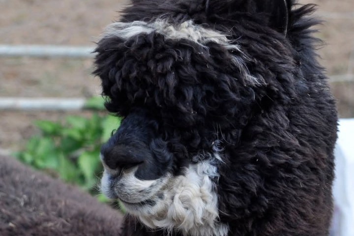 Close-up of a black alpaca with a fluffy white face, ears perked up, against a blurred outdoor background.