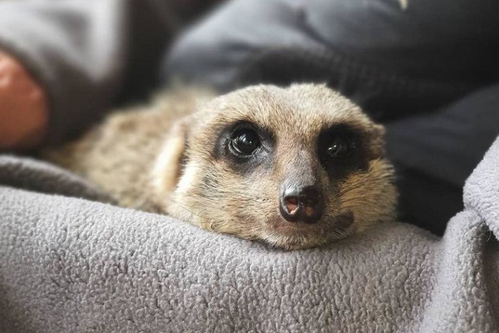 Meerkat resting its head on a gray blanket with human hand visible.