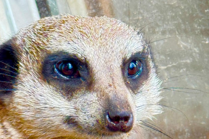 Close-up of meerkat face with glass background.