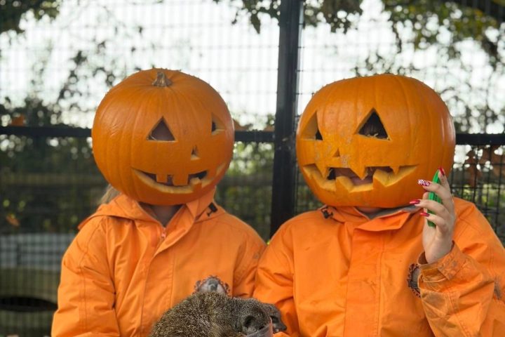 Two people with pumpkin heads and orange jackets holding a meerkat on their lap.