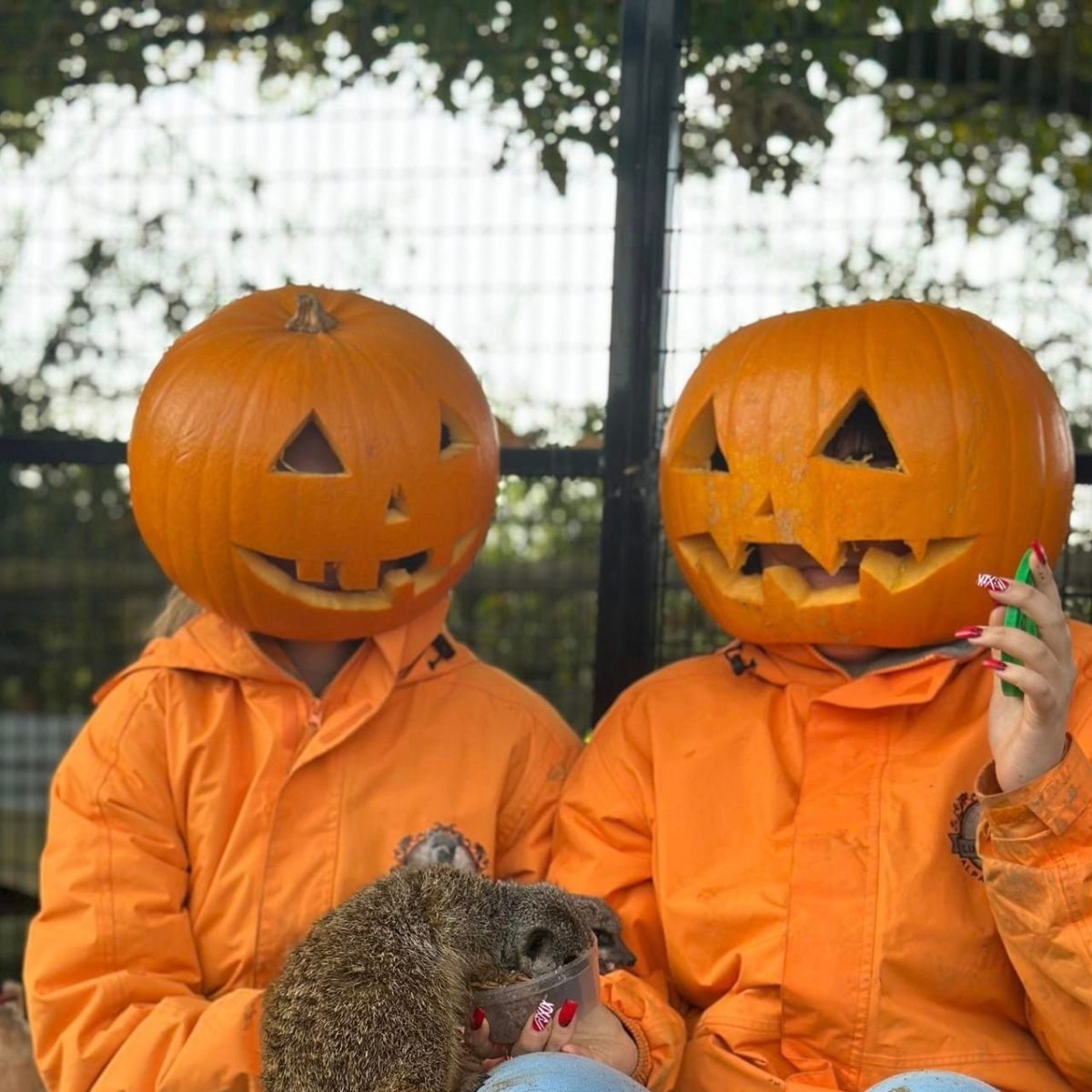 Two people with pumpkin heads and orange jackets holding a meerkat on their lap.