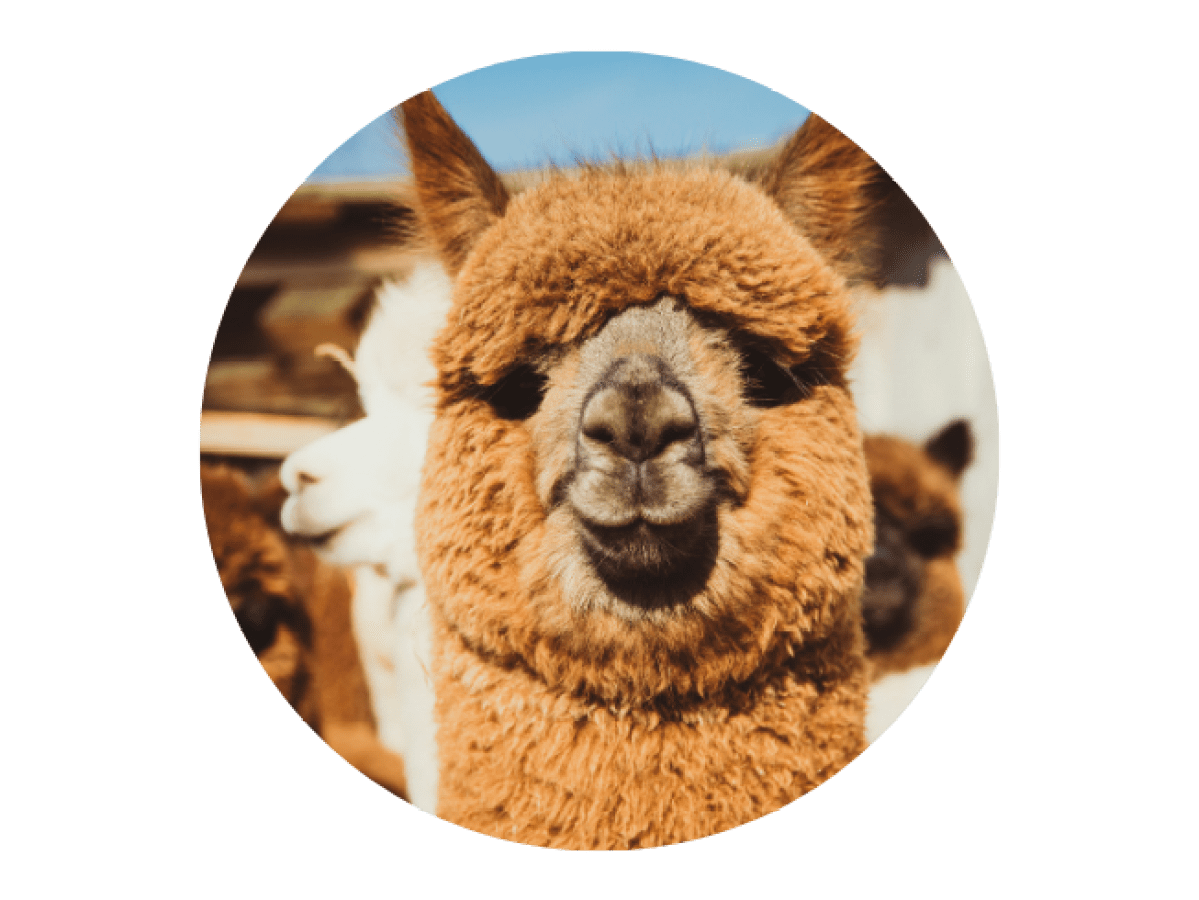 Close-up of a brown alpaca's face with other alpacas in the background.