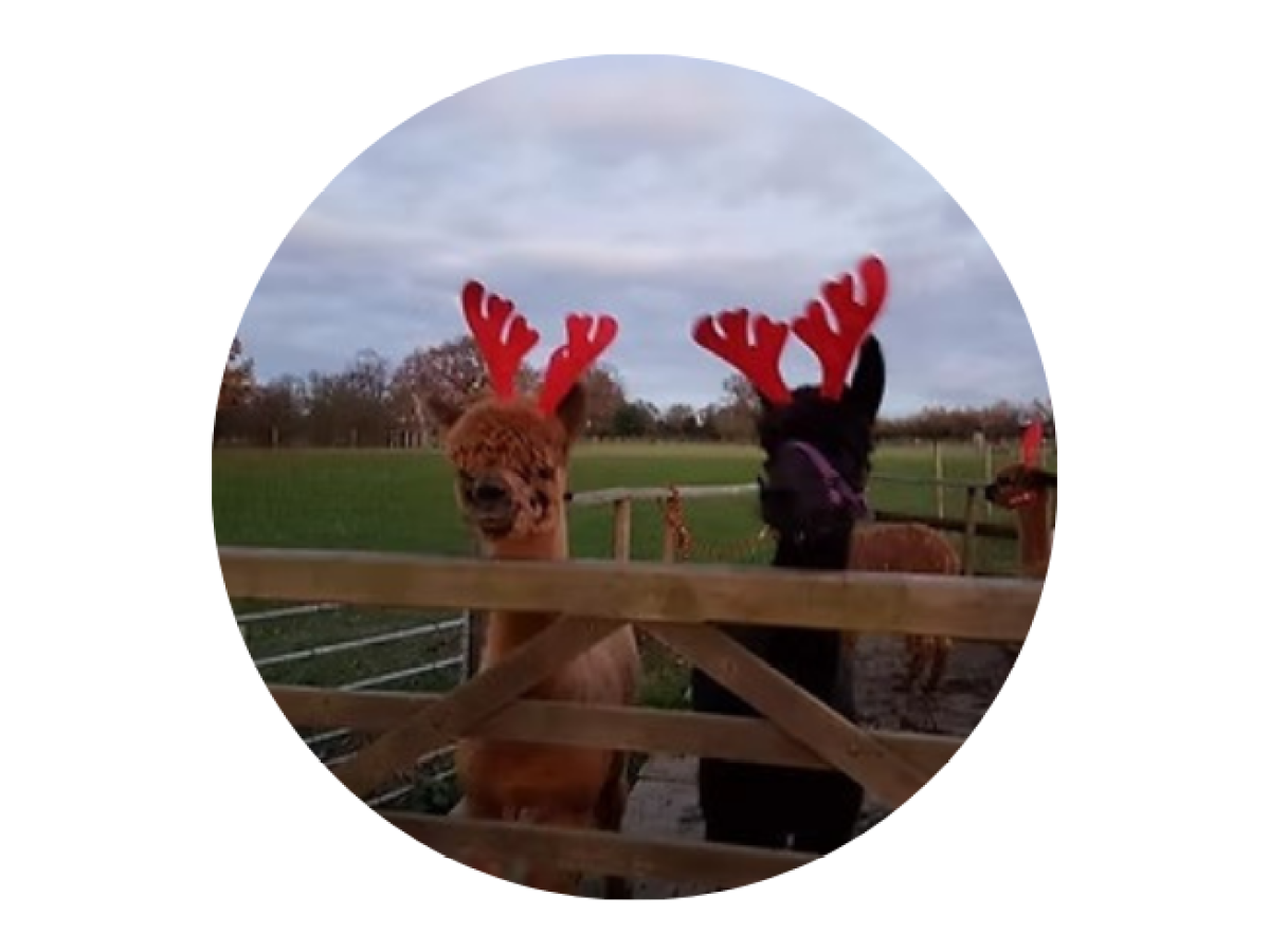 Two alpacas wearing red antler headbands behind a wooden gate in a field.