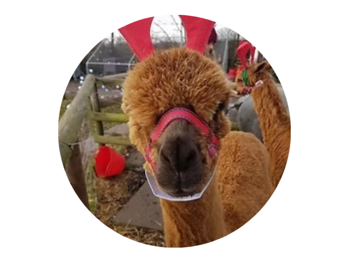 Close-up of an alpaca wearing a harness, with a festive background.