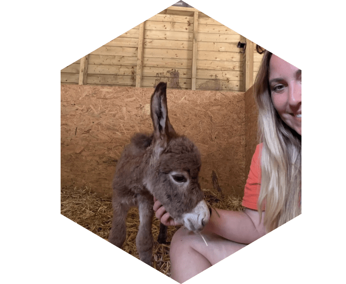 Woman sitting in a barn with a baby donkey nuzzling her hand.