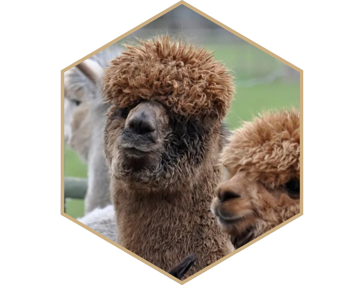 Two alpacas with fluffy brown coats inside a hexagonal frame.