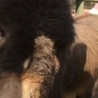Close-up of a fuzzy brown donkey next to a wooden fence on a sunny day.