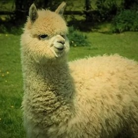 Furry alpaca standing on a grassy field with trees in the background.
