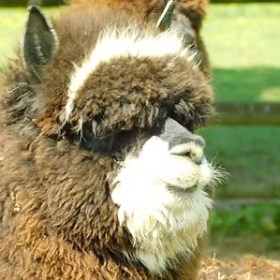 Close-up of a fluffy brown alpaca with white face markings outdoors.