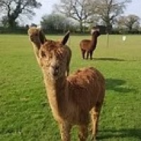 Three llamas standing in a grassy field with trees in the background.
