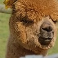 Close-up of a brown alpaca with a yellow tag in its fleece.