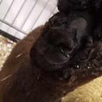 Close-up of a black alpaca's face with curly fur in a pen with hay.