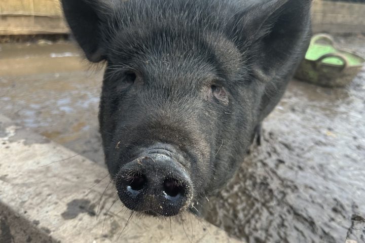Black pig standing on a muddy ground near a wooden fence on a farm.
