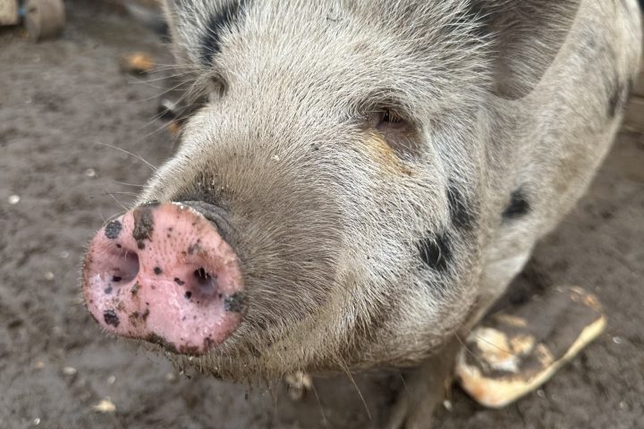 Close-up of a pig with a spotted snout standing on muddy ground.