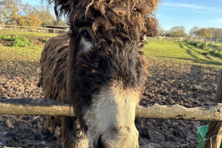 Shaggy brown donkey behind a wire fence, standing in a muddy field.