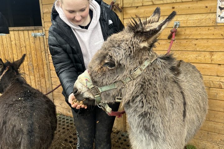 Person feeding two donkeys near a wooden stable on a rainy day.