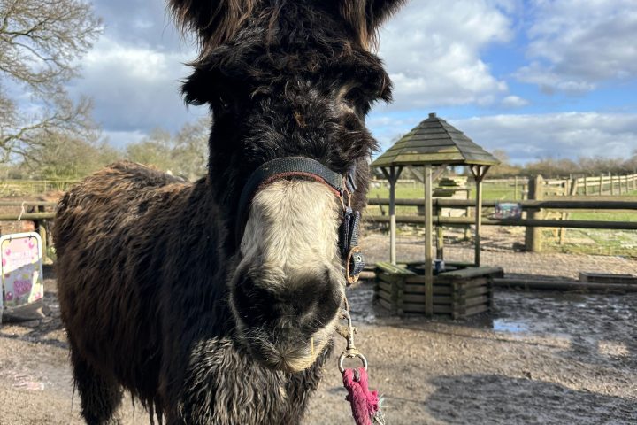 Close-up of a donkey on a farm, with a pink lead rope, cloudy sky in background.